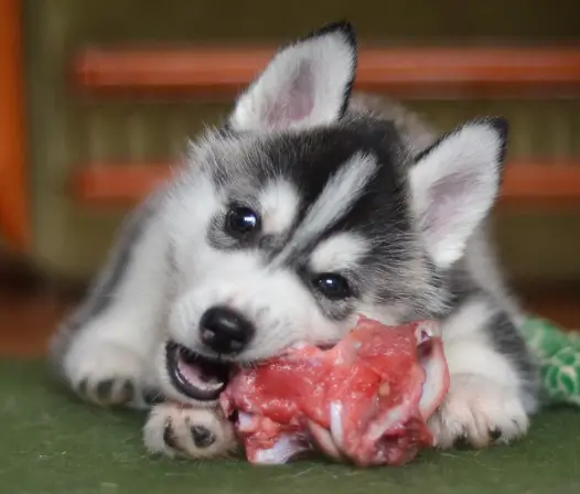 Are Huskies Prone To Food Allergies?