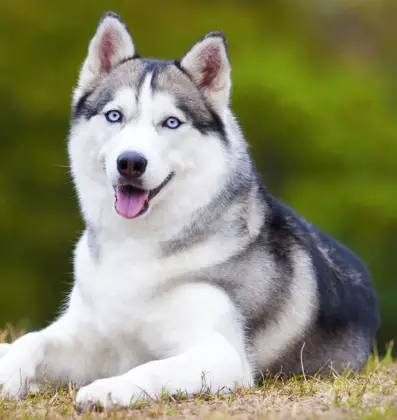 Why Do Huskies Look Like Wolves? (Surprising Facts)