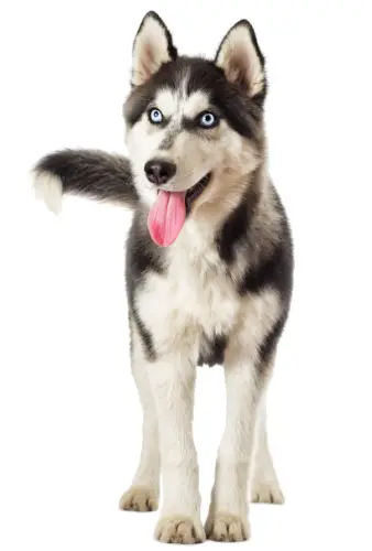 Ways To Prevent Urinary Tract Infections In Husky Dogs